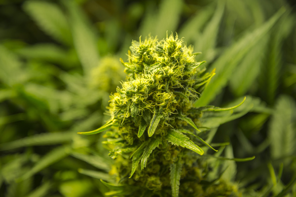 植物攝影圖片