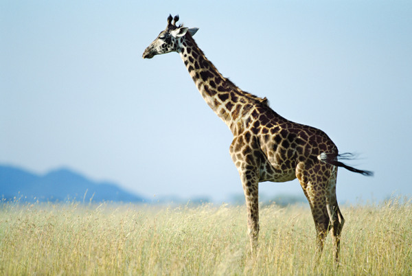 非洲野生动物长颈鹿图片