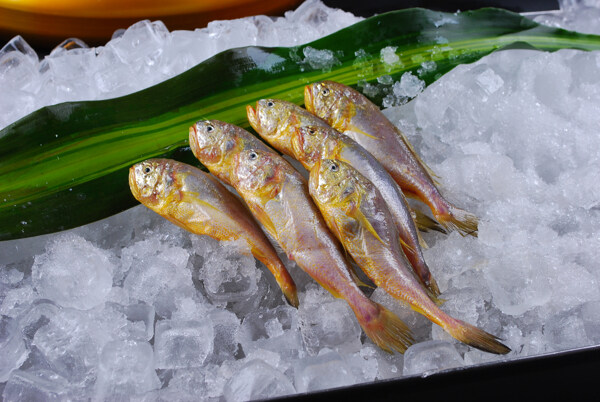 小黃魚
