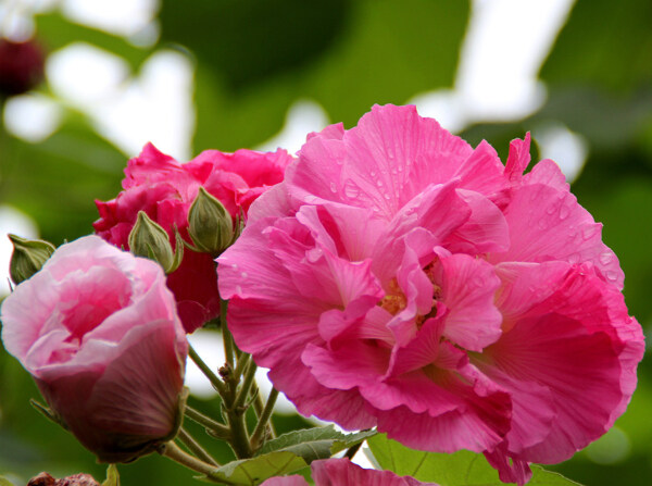 芙蓉花