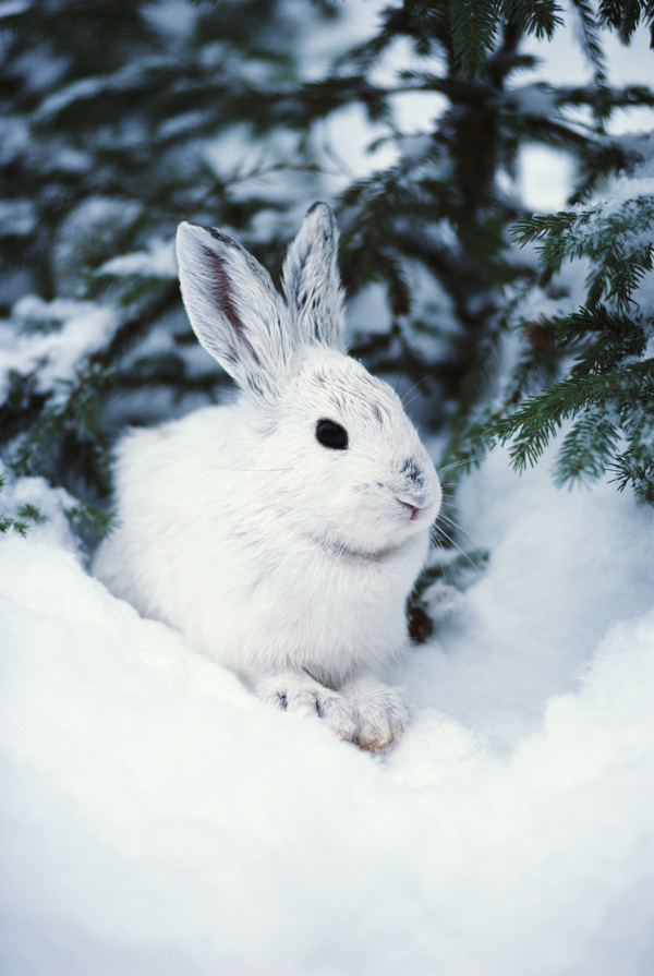 雪兔圖片