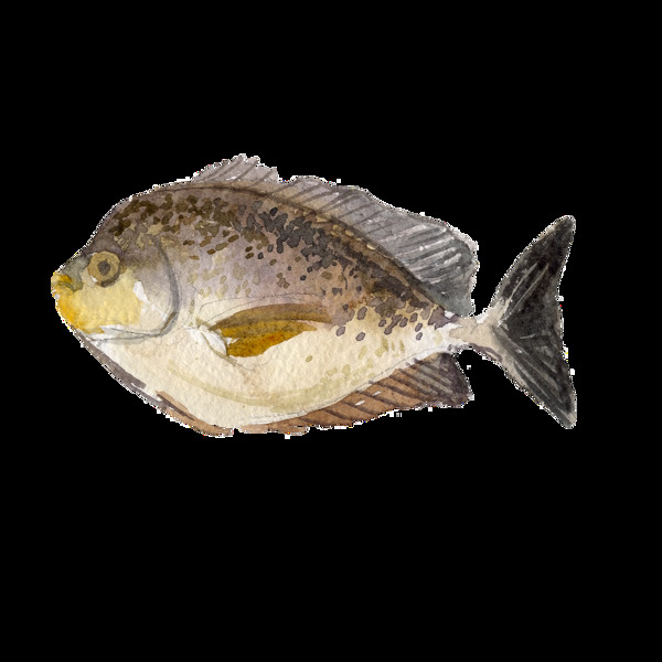 灰色水彩手繪魚(yú)透明素材