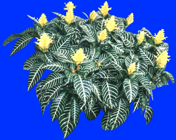 盆栽047植物素材