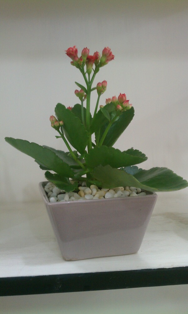 長(zhǎng)壽花圖片