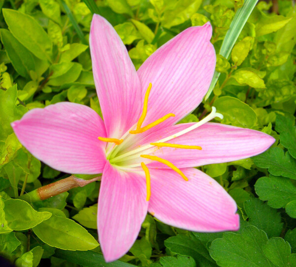 位圖植物攝影寫(xiě)實(shí)花卉花朵百合免費(fèi)素材