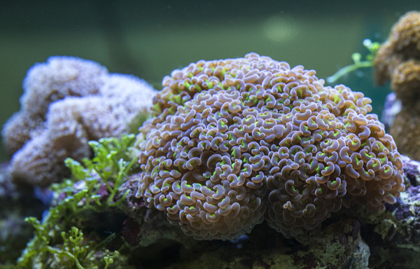 海底珊瑚