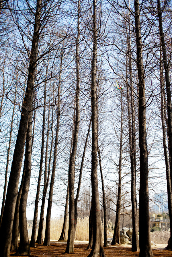 樹林