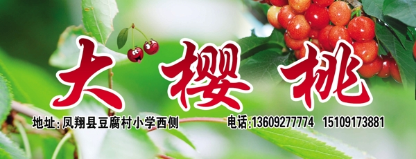 大櫻桃