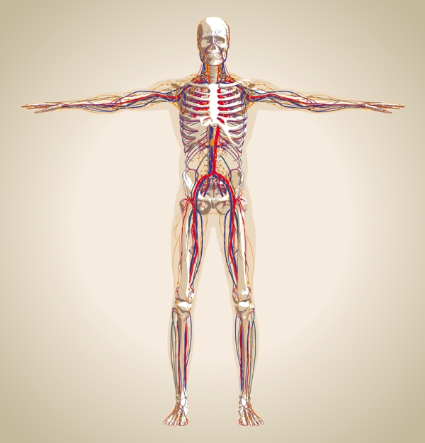 人体结构人体骨骼图片