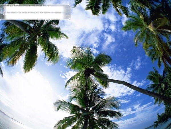 椰树下的天空