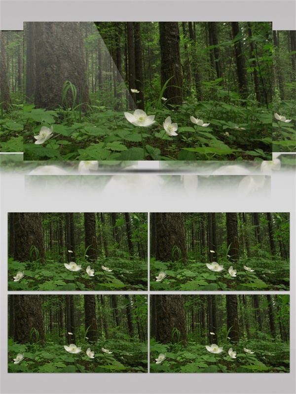 自然生态森林花朵树木视频素材