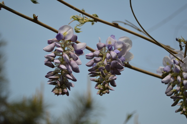 紫藤萝花串图片