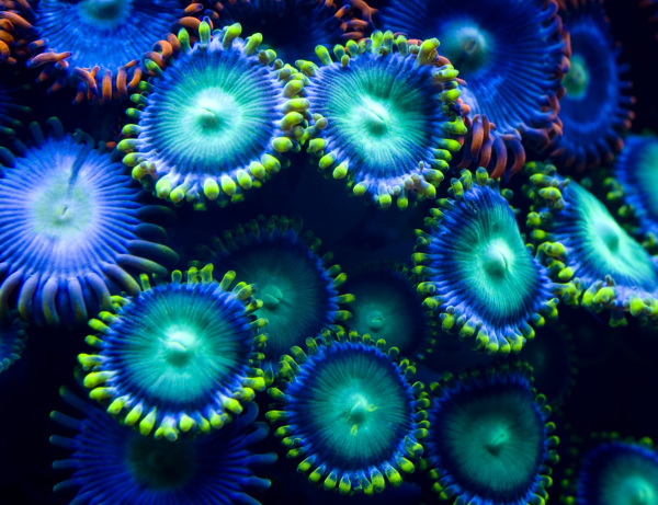 海底生物圖片