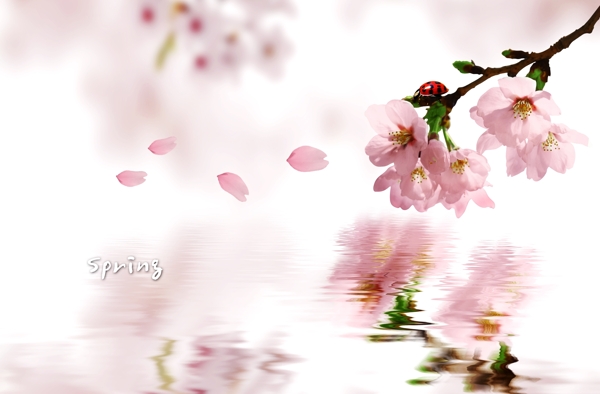 桃花圖片