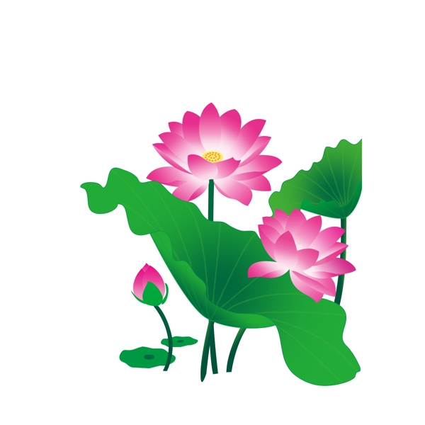 荷花