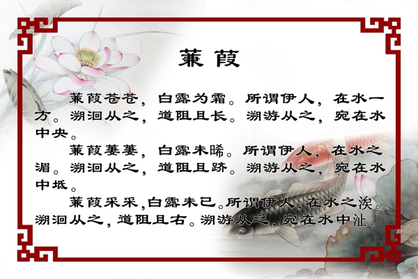 蒹葭圖片