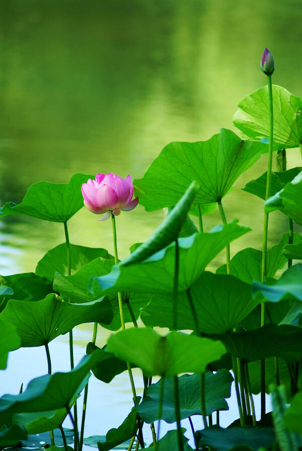 荷花圖片