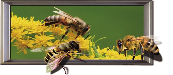 3D立体画蜜蜂