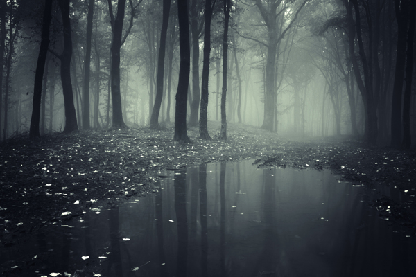 雾气朦胧树林图片