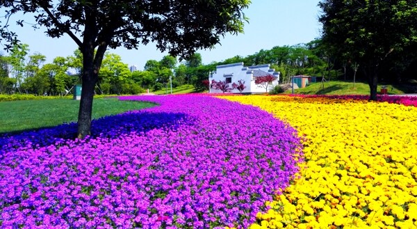 花海