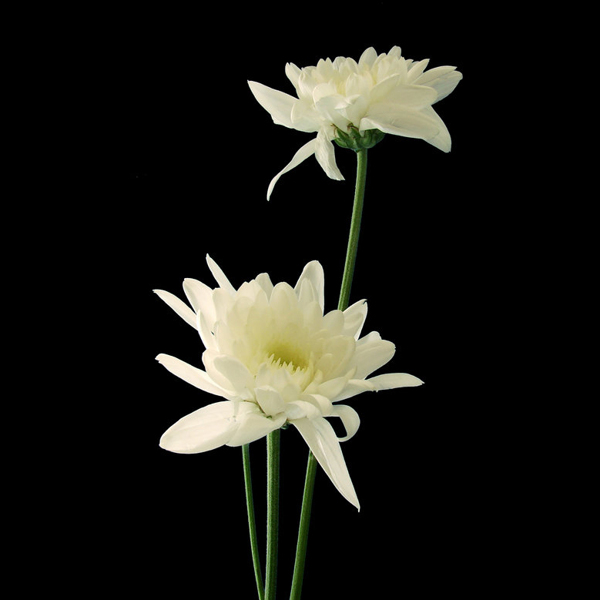 位圖植物攝影寫實(shí)花卉花朵數(shù)碼照片免費(fèi)素材