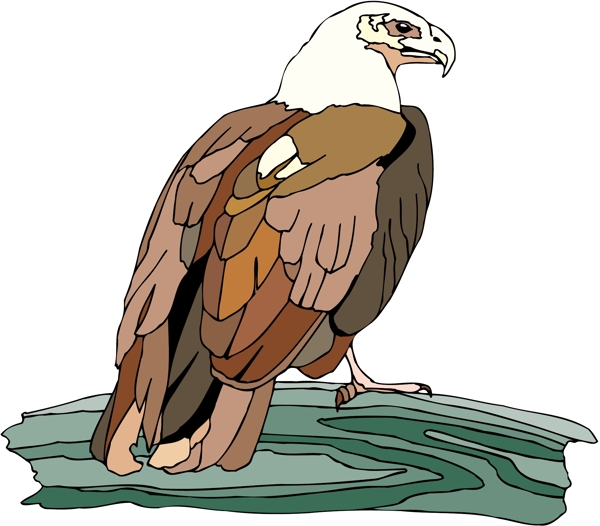 各種鳥類鳥動物矢量素材EPS格式0820
