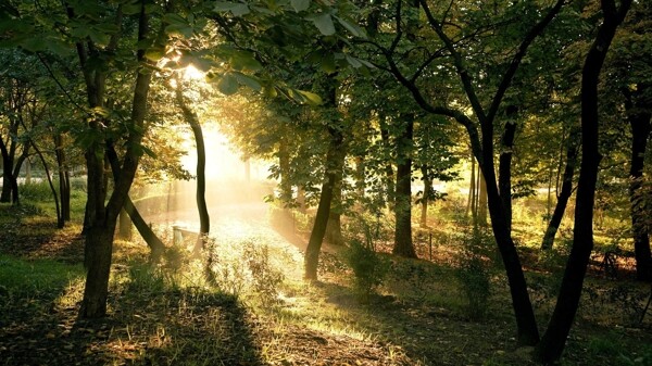 树林的清晨图片
