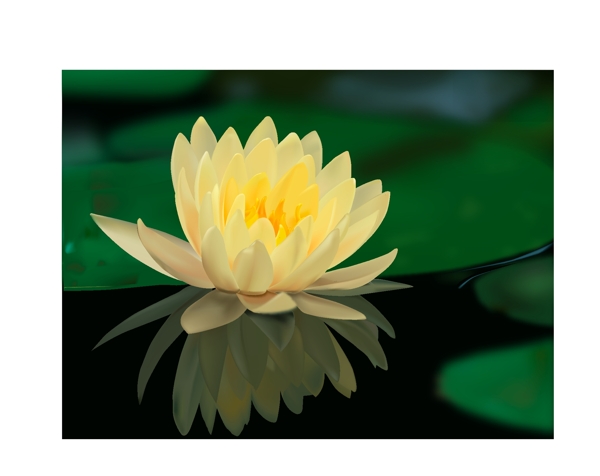 蓮花矢量圖圖片
