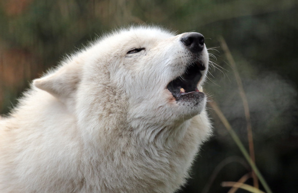 极地狼白色的狼白色狼大白