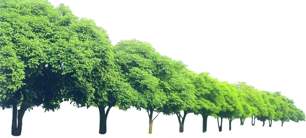 分層樹(shù)設(shè)計(jì)素材