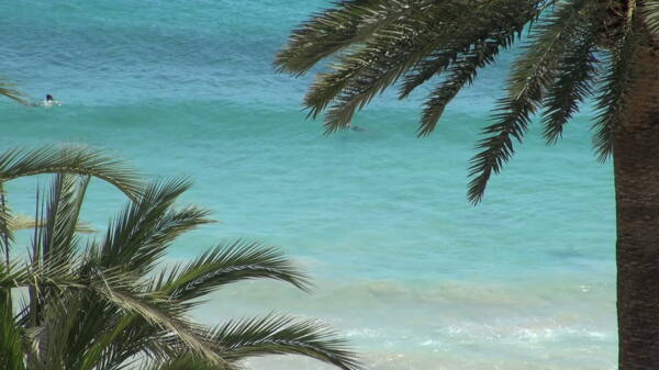 蓝色的海洋冲浪的棕榈树2股票视频框架