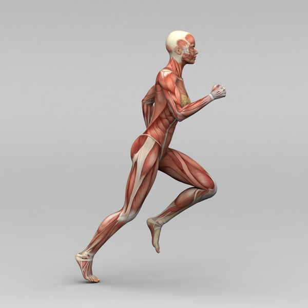 跑步女人人体肌肉组织图片