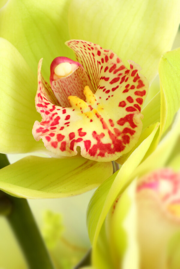 蘭花