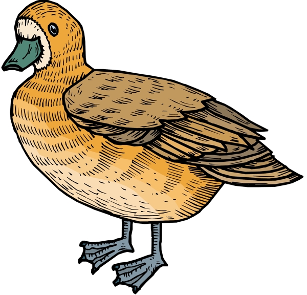 各種鳥類鳥動物矢量素材EPS格式0686