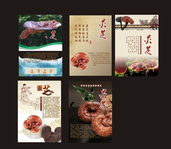 靈芝展板圖片