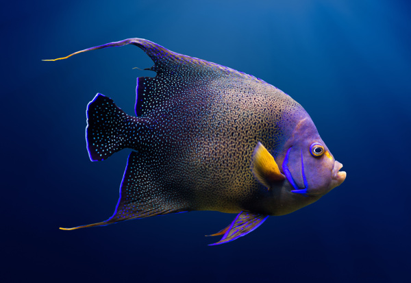 美麗的熱帶魚