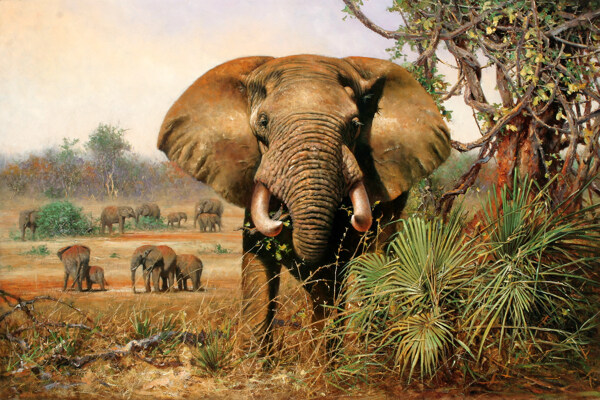 油画画稿动物大象图片