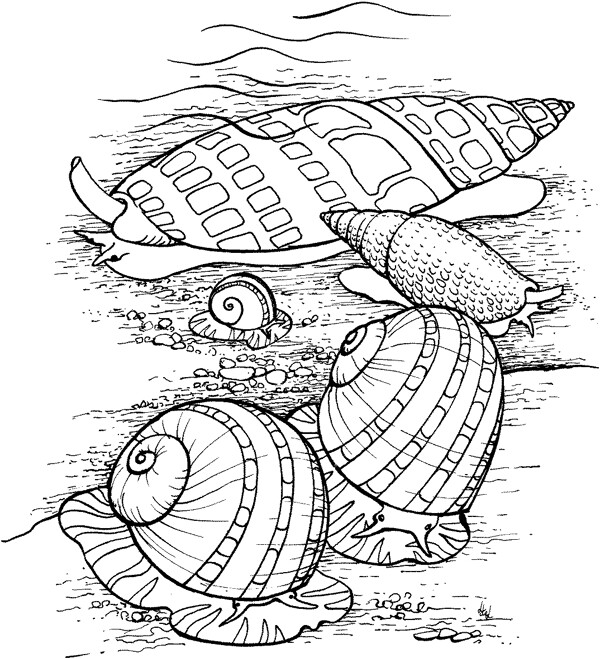 海贝海螺006