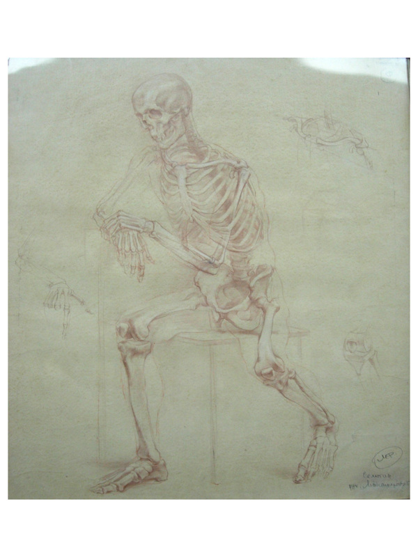 俄罗斯美术素描人体骨骼图片