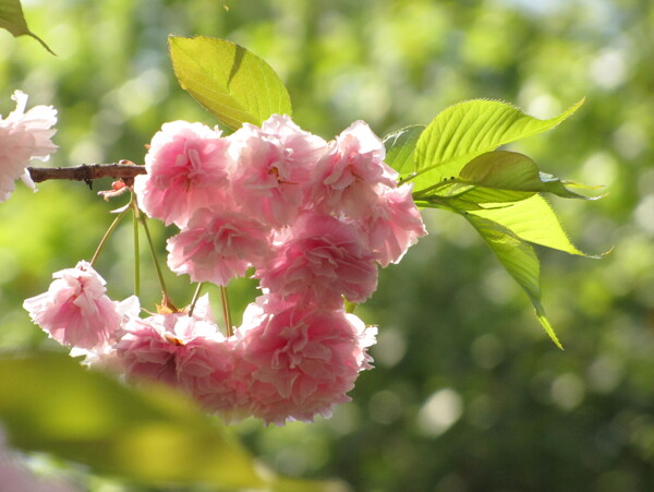 櫻花圖片
