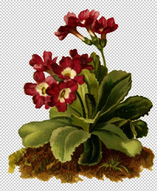 复古花朵植物图案