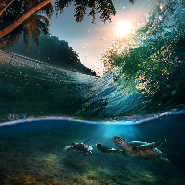 翻起的海浪与悠闲的海龟图片