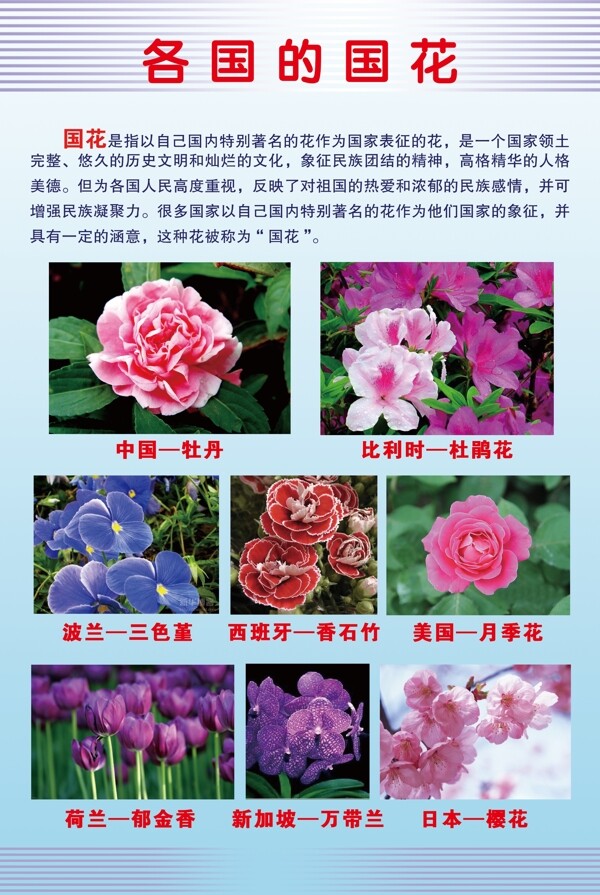 學(xué)校展板圖片