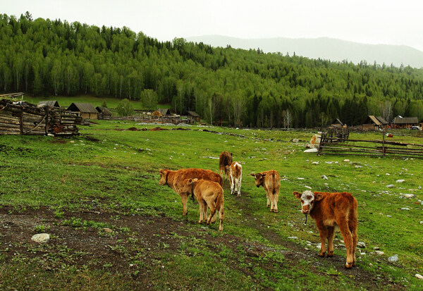 乡村放牛景观图片