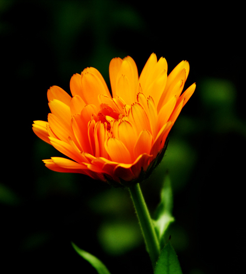位圖植物攝影寫實(shí)花卉花朵數(shù)碼照片免費(fèi)素材