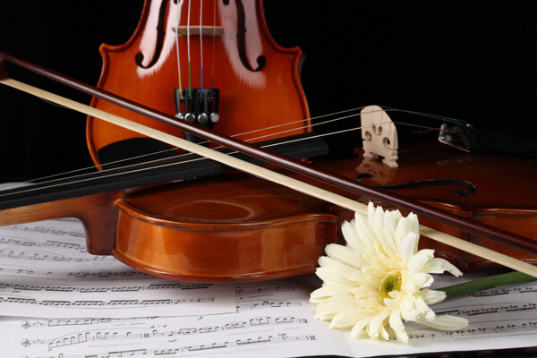 小提琴花朵摄影图片