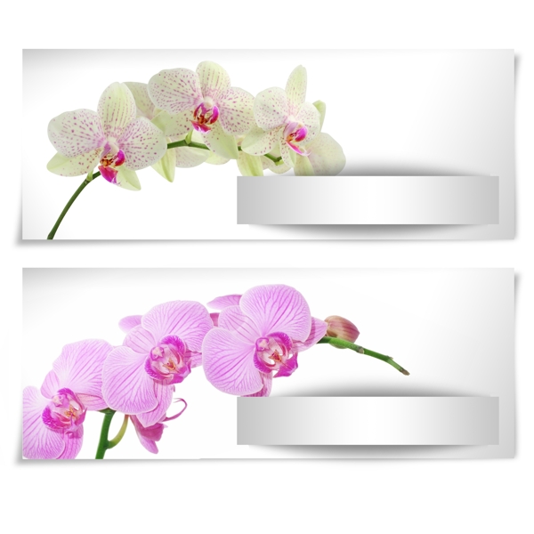 矢量鮮花