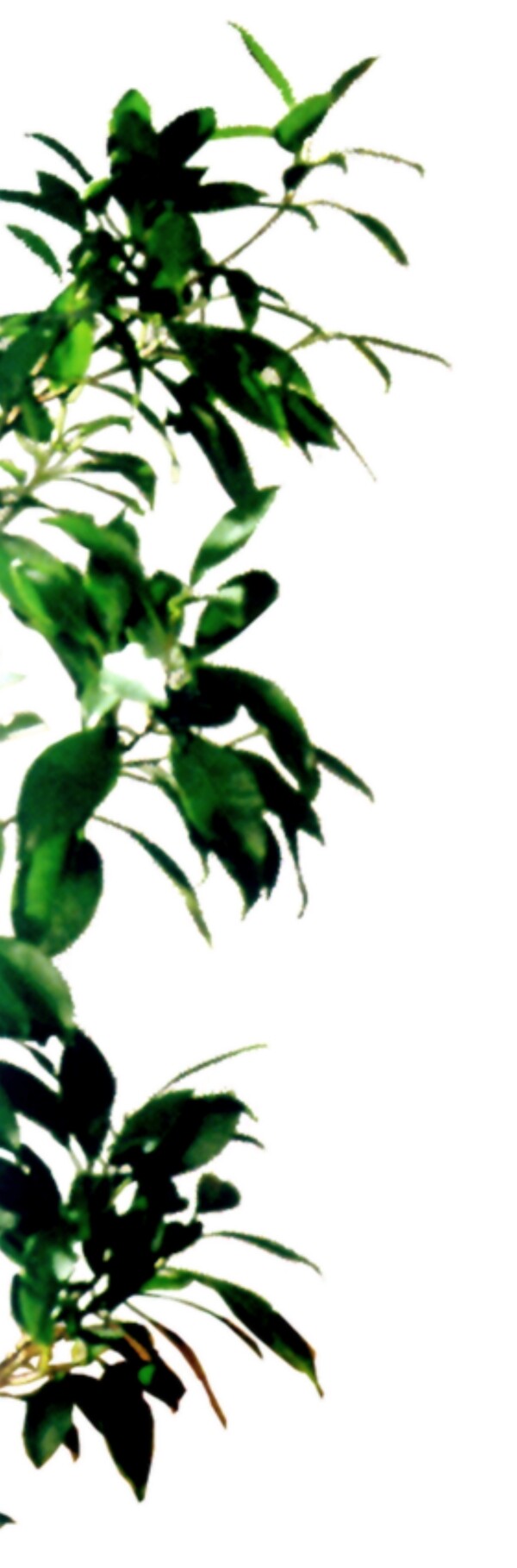 室內(nèi)植物012