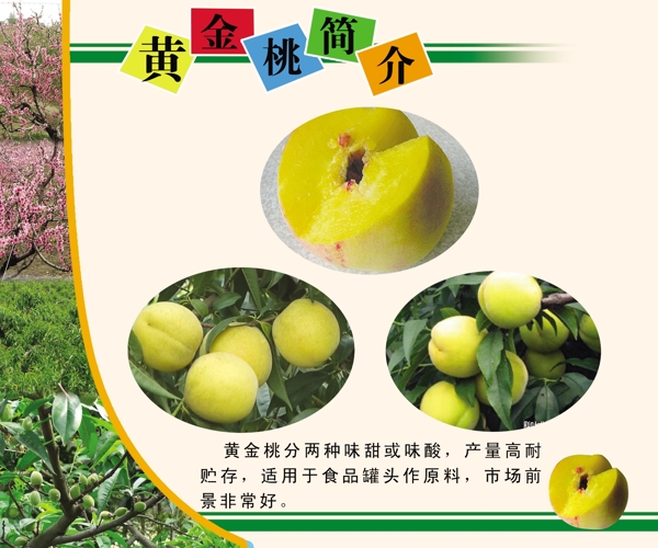 黃金桃簡介圖片
