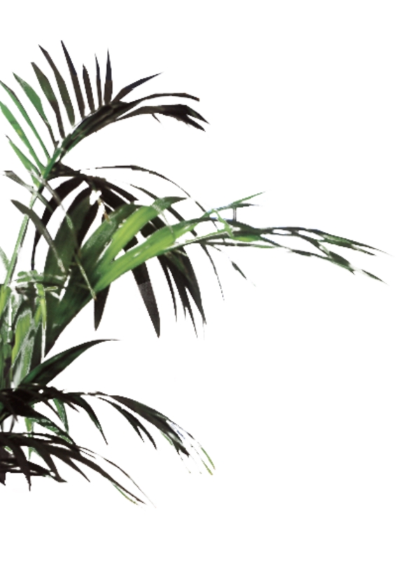 室內(nèi)植物014
